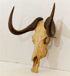 Black Wildebeest Skull and Horns - 242248