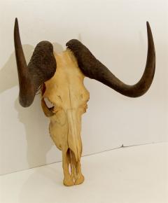 Black Wildebeest Skull and Horns - 242249