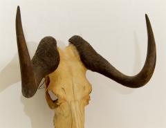 Black Wildebeest Skull and Horns - 242250