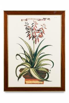 Botanical Print Of A 17Th Century Engraving Of A Flowering Aloe Vera Plant - 3174992