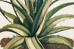 Botanical Print Of A 17Th Century Engraving Of A Flowering Aloe Vera Plant - 3174994