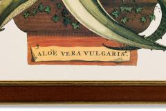 Botanical Print Of A 17Th Century Engraving Of A Flowering Aloe Vera Plant - 3174995