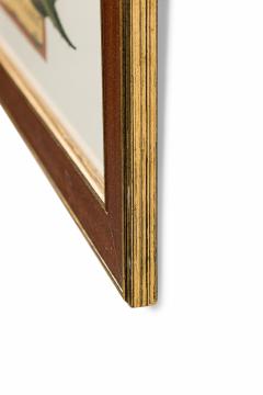 Botanical Print Of A 17Th Century Engraving Of A Flowering Aloe Vera Plant - 3174997