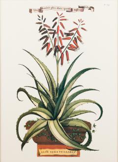 Botanical Print Of A 17Th Century Engraving Of A Flowering Aloe Vera Plant - 3197084
