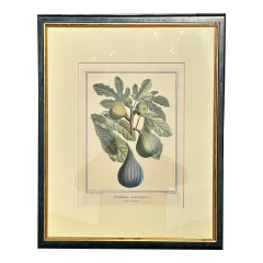 Botanical Print Pomona Gallica Fig Violette by Henri Louis Duhamel Du Monceau - 4033037