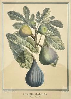 Botanical Print Pomona Gallica Fig Violette by Henri Louis Duhamel Du Monceau - 4033611