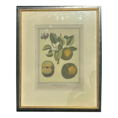 Botanical Print Pomona Gallica Gros Faros Fig by Henri Louis Duhamel Du Monceau - 4033001