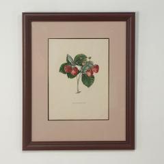 Botanical Study of Fruits and Nuts by Duhamel du Monceau early 19th century - 3077418