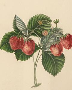 Botanical Study of Fruits and Nuts by Duhamel du Monceau early 19th century - 3077421