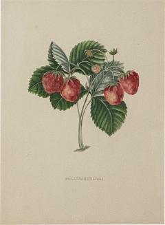 Botanical Study of Fruits and Nuts by Duhamel du Monceau early 19th century - 3078322