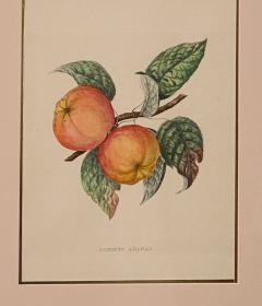 Botanical Study of Fruits and Nuts by Duhamel du Monceau early 19th century - 3077424