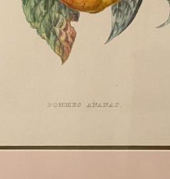 Botanical Study of Fruits and Nuts by Duhamel du Monceau early 19th century - 3077425