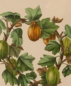 Botanical Study of Fruits and Nuts by Duhamel du Monceau early 19th century - 3077429