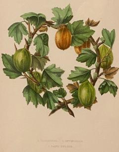 Botanical Study of Fruits and Nuts by Duhamel du Monceau early 19th century - 3077430