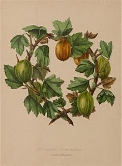 Botanical Study of Fruits and Nuts by Duhamel du Monceau early 19th century - 3078324