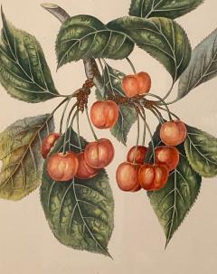 Botanical Study of Fruits and Nuts by Duhamel du Monceau early 19th century - 3077444