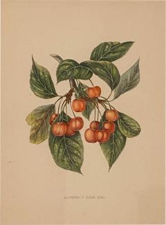 Botanical Study of Fruits and Nuts by Duhamel du Monceau early 19th century - 3078325