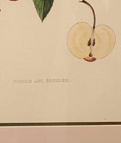 Botanical Study of Fruits and Nuts by Duhamel du Monceau early 19th century - 3077475