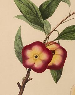 Botanical Study of Fruits and Nuts by Duhamel du Monceau early 19th century - 3077476