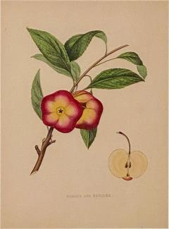Botanical Study of Fruits and Nuts by Duhamel du Monceau early 19th century - 3078326