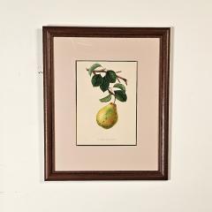 Botanical Study of Fruits and Nuts by Duhamel du Monceau early 19th century - 3159436