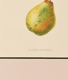 Botanical Study of Fruits and Nuts by Duhamel du Monceau early 19th century - 3159437