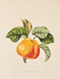 Botanical Study of Fruits and Nuts by Duhamel du Monceau early 19th century - 3160929