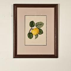 Botanical Study of Fruits and Nuts by Duhamel du Monceau early 19th century - 3159489