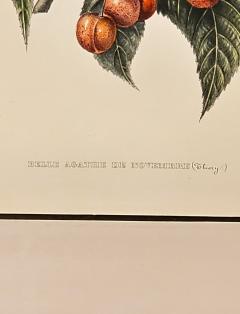 Botanical Study of Fruits and Nuts by Duhamel du Monceau early 19th century - 3159529