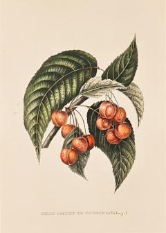 Botanical Study of Fruits and Nuts by Duhamel du Monceau early 19th century - 3160931