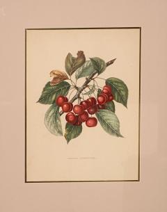 Botanical Study of Fruits and Nuts by Duhamel du Monceau early 19th century - 3243754