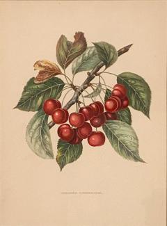 Botanical Study of Fruits and Nuts by Duhamel du Monceau early 19th century - 3243851