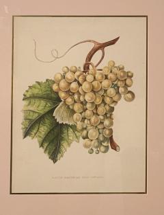 Botanical Study of Fruits and Nuts by Duhamel du Monceau early 19th century - 3245592