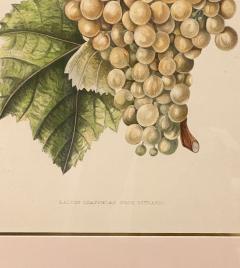 Botanical Study of Fruits and Nuts by Duhamel du Monceau early 19th century - 3245593