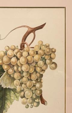 Botanical Study of Fruits and Nuts by Duhamel du Monceau early 19th century - 3245594