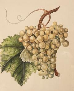 Botanical Study of Fruits and Nuts by Duhamel du Monceau early 19th century - 3245595