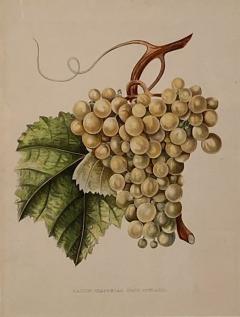 Botanical Study of Fruits and Nuts by Duhamel du Monceau early 19th century - 3245608