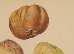 Botanical Study of Fruits and Nuts by Duhamel du Monceau early 19th century - 3273408