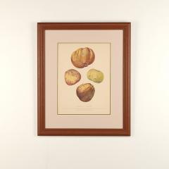 Botanical Study of Fruits and Nuts by Duhamel du Monceau early 19th century - 3273409