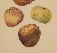 Botanical Study of Fruits and Nuts by Duhamel du Monceau early 19th century - 3273410