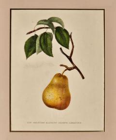 Botanical Study of Fruits and Nuts by Duhamel du Monceau early 19th century - 3347748