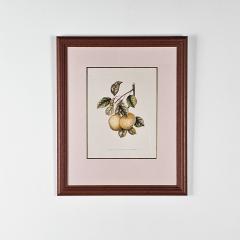 Botanical Study of Fruits and Nuts by Duhamel du Monceau early 19th century - 3348698