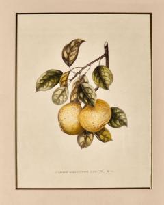 Botanical Study of Fruits and Nuts by Duhamel du Monceau early 19th century - 3348699