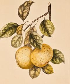 Botanical Study of Fruits and Nuts by Duhamel du Monceau early 19th century - 3348700