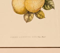 Botanical Study of Fruits and Nuts by Duhamel du Monceau early 19th century - 3348701