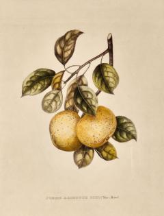 Botanical Study of Fruits and Nuts by Duhamel du Monceau early 19th century - 3348843