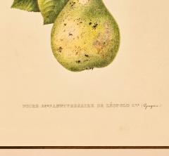 Botanical Study of Fruits and Nuts by Duhamel du Monceau early 19th century - 3348721