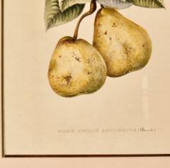 Botanical Study of Fruits and Nuts by Duhamel du Monceau early 19th century - 3348738