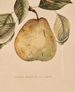 Botanical Study of Fruits and Nuts by Duhamel du Monceau early 19th century - 3351857