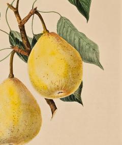 Botanical Study of Fruits and Nuts by Duhamel du Monceau early 19th century - 3352208